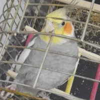 عروس هلندی