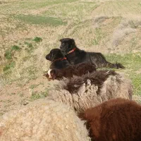 توله قدرجونی  خالص|سگ|داران, |دیوار