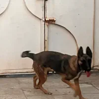 واگزاری سگ مالینیوز ماده|سگ|سیرجان, |دیوار