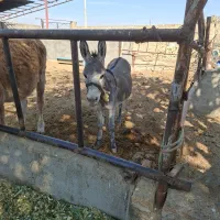 خر ماده|حیوانات مزرعه|قنوات, |دیوار