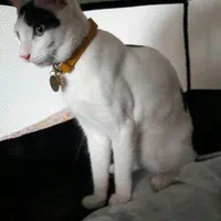 واگذاری گربه یک سال و هشت ماهه|گربه|نوشهر, |دیوار