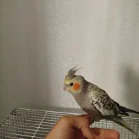 عروس هلندی دستی