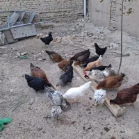 مرغ محلی|حیوانات مزرعه|قوچان, |دیوار