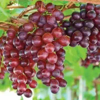 پیشفروش نهال انگور فلیم سیدلس|خدمات باغبانی و درختکاری|گلبهار, نوبهار|دیوار
