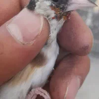 سهره ماده|پرنده|محلات, |دیوار