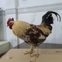 خروس محلی|حیوانات مزرعه|نسیمشهر, |دیوار