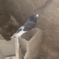 تعداد 15کبوتر به فروش میرسد|پرنده|پاتاوه, |دیوار