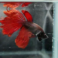 حراج ماهی فایتر ارزان|ماهی|اصفهان, ملک‌شهر|دیوار