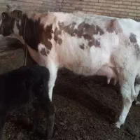 گاو شیری|حیوانات مزرعه|تبریز, |دیوار