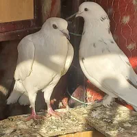 ی جفت نروماده کاشونی مست