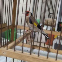 سهره نره|پرنده|نسیمشهر, |دیوار