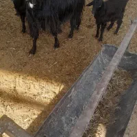 بز دوقلو باکهره دوقلو|حیوانات مزرعه|مرودشت, ده بید|دیوار