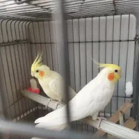 انواع عروس هلندی وقفس