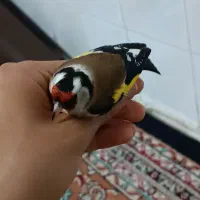 سهره نر درجه یک مهاجر روس|پرنده|ماهدشت, |دیوار