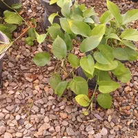 باغبانی وهرس کردن وکودپاشی