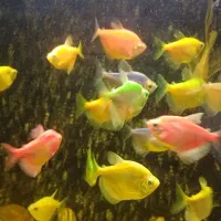 ماهی کالرویدو مولد