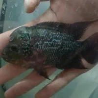 حراج ماهی فلاور هورن