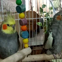 یک جفت عروس هلندی|پرنده|لاهیجان, بازکیاگوراب|دیوار
