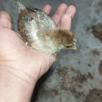 جوجه محلی گردن لخت و محلی|حیوانات مزرعه|رضوانشهر, |دیوار