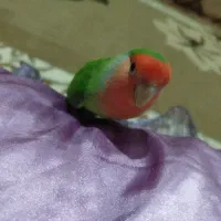 کوتوله دستی