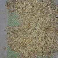 سرخوشه گندم|لوازم جانبی حیوانات|بندر ترکمن, |دیوار