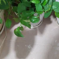 تعدادی گل طبیعی بفرش میرسدمناسب روزمادر وروز زن|گل و گیاه طبیعی|کرج, حصارک بالا|دیوار