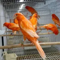 قناری ماده می . خوام