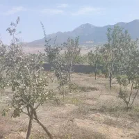 باغ کشاورزی 1.2 هکتار. با درختان به ثمر رسیده|فروش دفتر صنعتی، کشاورزی، تجاری|کیاسر, |دیوار