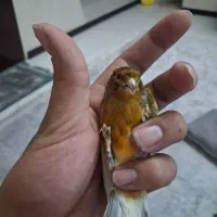 قناری سرخ اصیل