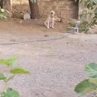 سگ نگهبان
