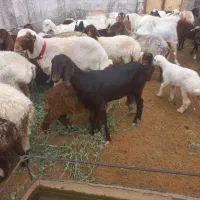 فروش ۲۰بز جوان  دورگ و شیرا|حیوانات مزرعه|فردوس (خراسان), |دیوار