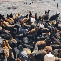 جوجه مرغ و خروس و بوقلمون|حیوانات مزرعه|سیرجان, |دیوار