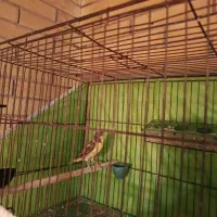 ماده قناری اماده