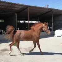 اسب عرب