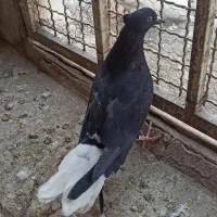 کبوترپرنده