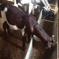 بزافقانی اصل|حیوانات مزرعه|سوسنگرد, |دیوار