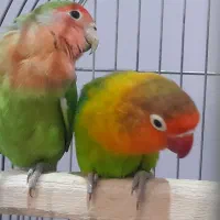 طوطی برزیلی کبوتر سهره قناری عروس هلندی مرغ عشق|پرنده|محمدشهر, کوی بهار|دیوار