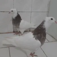 کبوتر طوقی هفت رنگ