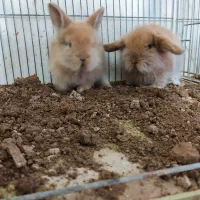 بچه خرگوش مینی لوپ هلندی مینیاتوری/همراه با مشاوره|موش و خرگوش|اصفهان, بوستان ناژوان|دیوار