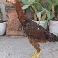 خروس،لاری