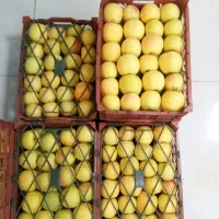 سیب پایین تر از تره بار
