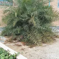 قطع و هرس درخت و نخل و دراوردن دمیت و پاجوش|خدمات باغبانی و درختکاری|برازجان, |دیوار