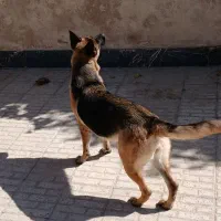 واگذاری ژرمن ورک اصیل ماده