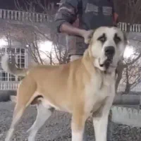 واگذاری توله خراسانی افغان نگهبان