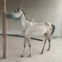 اسب مادیان درجه یک معاوضه با بره و کهره فروش فوری|اسب و تجهیزات اسب‌سواری|شیراز, گل سرخ|دیوار