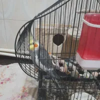 عروس هلندی مولد|پرنده|اسالم, |دیوار