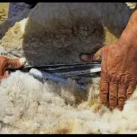 اسلاح گوسفند ا