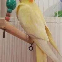 دو عدد پرنده اهلی و نژاددار به همراه تمام لوازم
