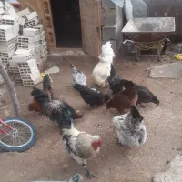 فروش ۴ عدد خروس