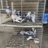 کبوتر(کفتر) تهرانی و کاشانی